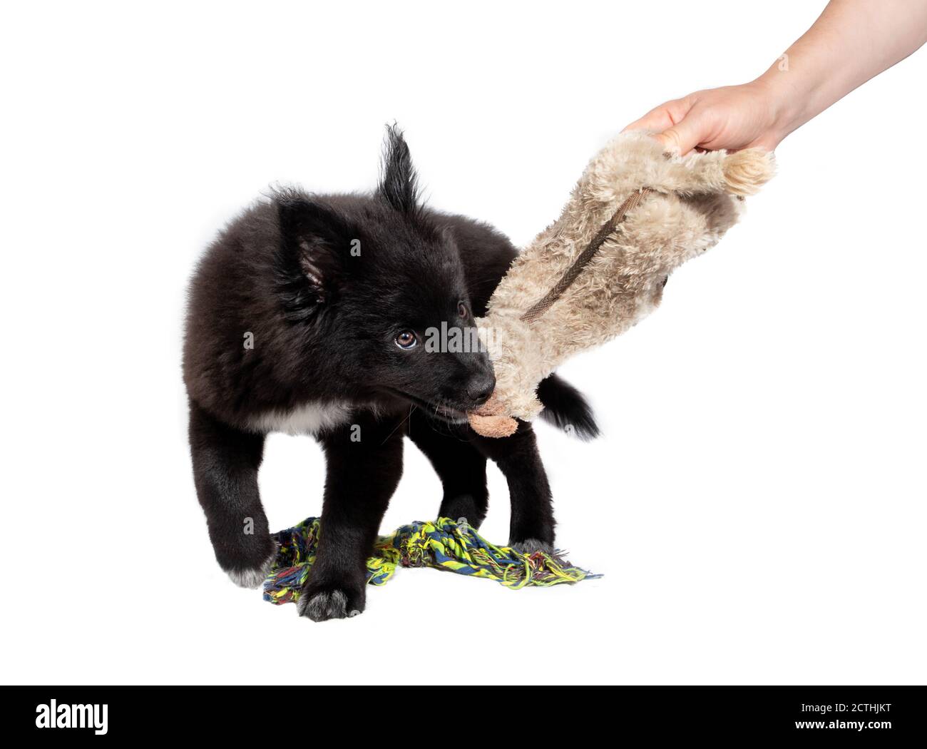 Fluffy black puppy playing tug of war with toy and person /  owner. 12 week old male dog. Australian Shepherd x Keeshond. Concept for puppy training a Stock Photo