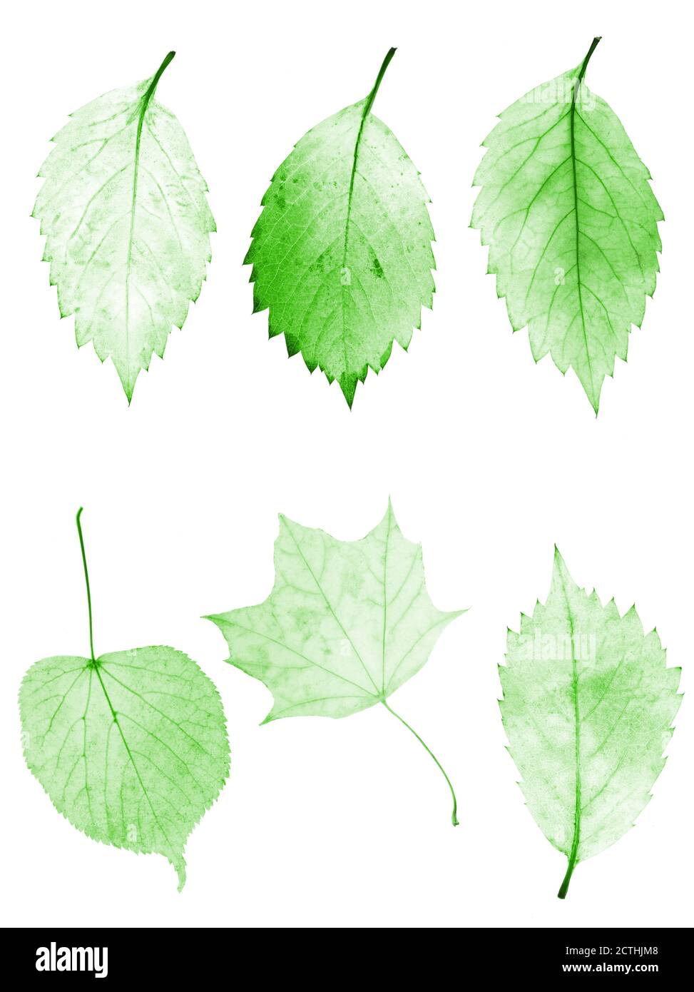 set of green leaves isolated on white background Stock Photo - Alamy