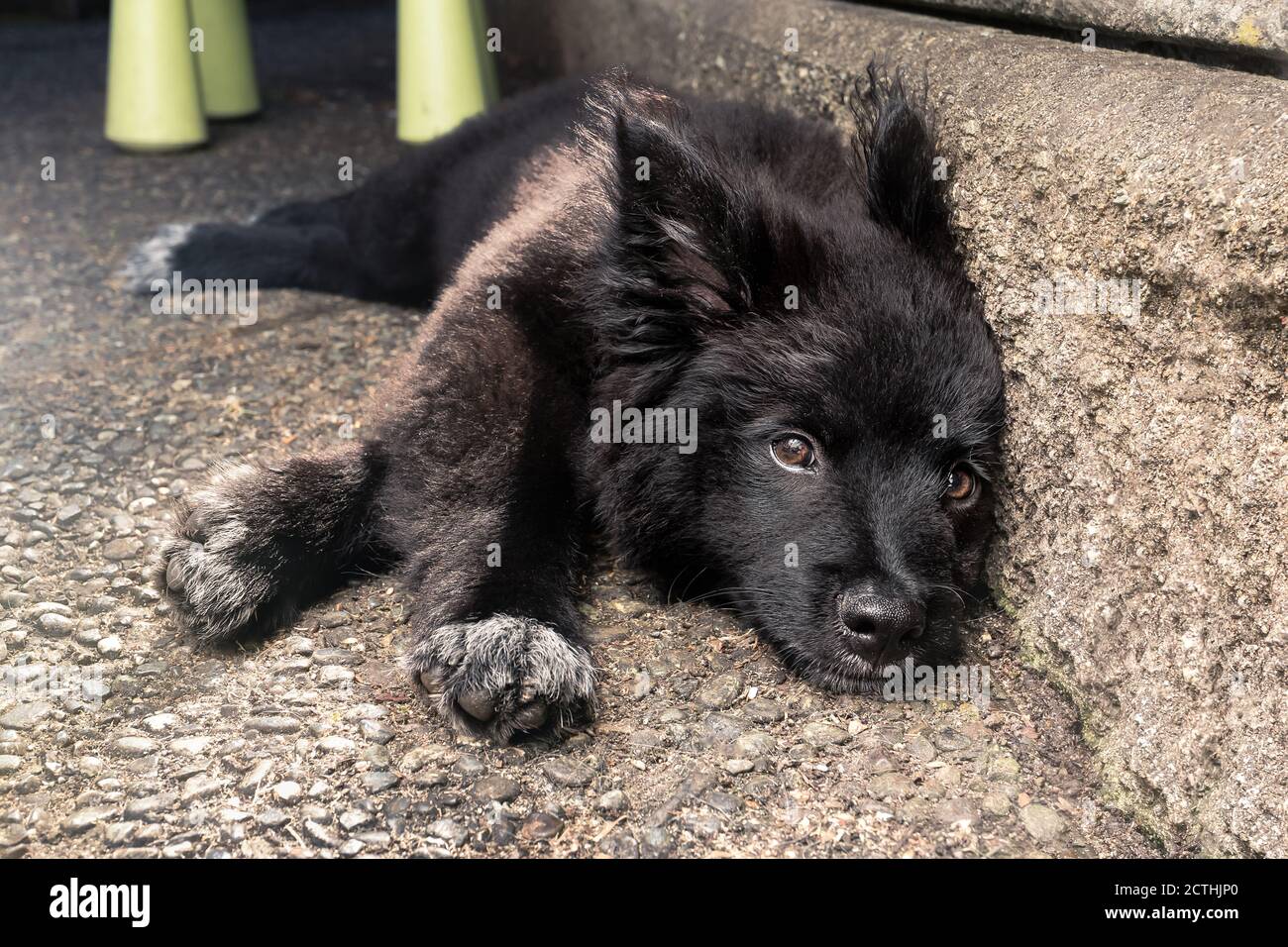 Black puppy dog stretched out and resting after playing and running around. 12 week old male Australian Shepherd x Keeshond puppy. Super fluffy ears. Stock Photo