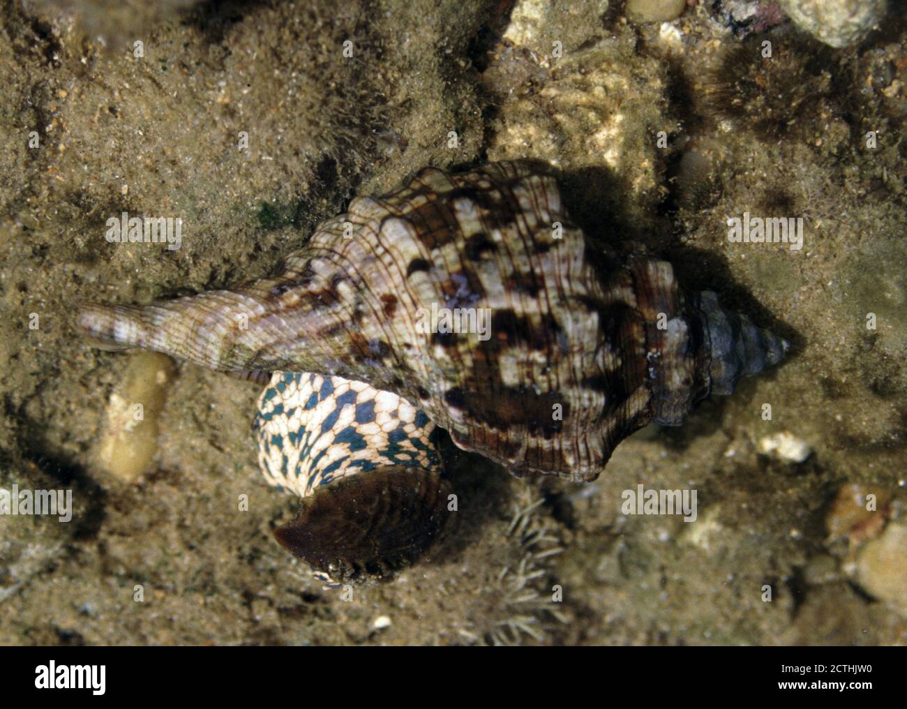 Tulip snail or Horse conch, Pleuroploca (Aurantilaria) aurantiaca Stock Photo