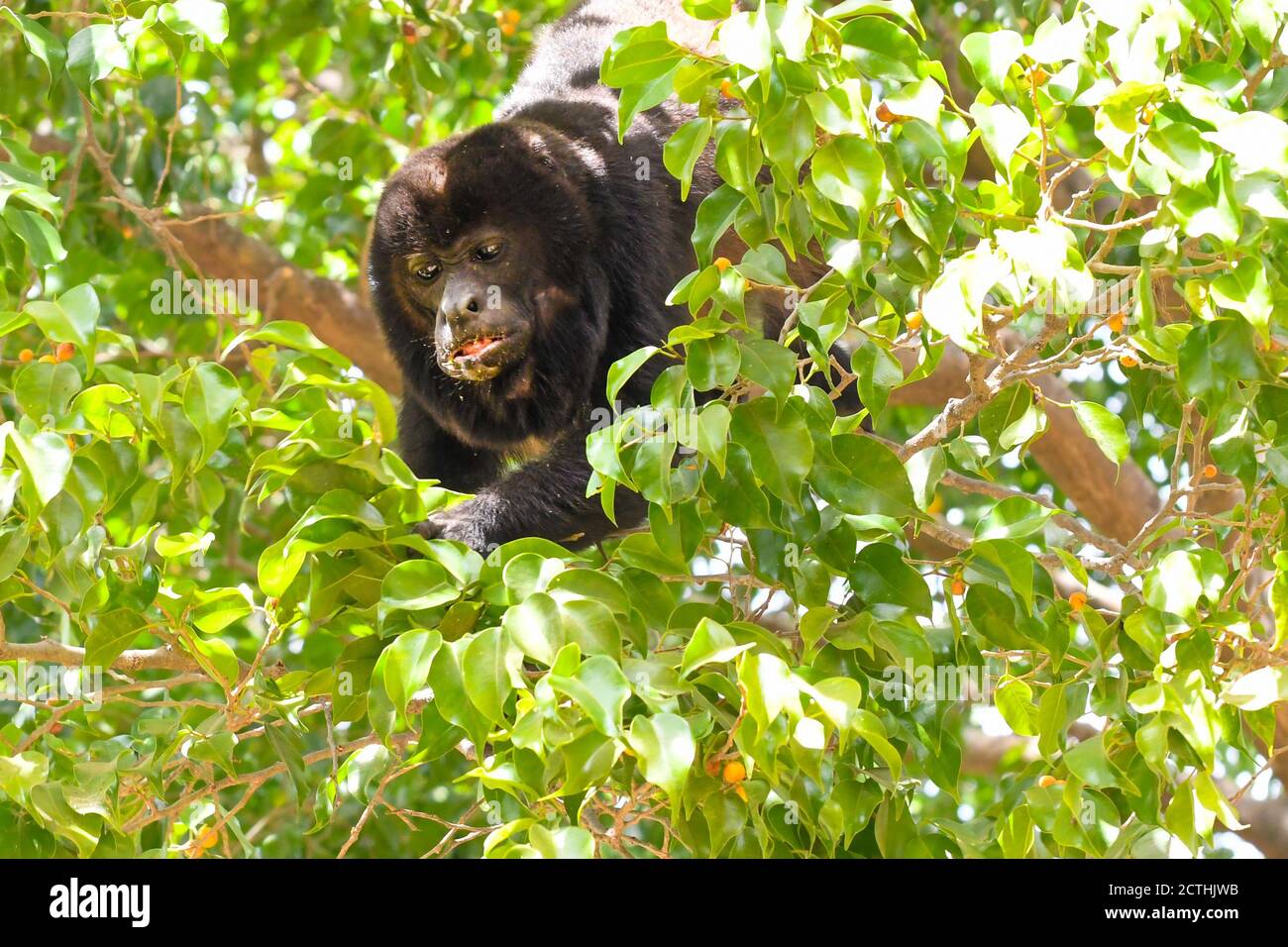 Howler monkey feeding in a tree near Tamarindo Beach, Guanacaste Province, Costa Rica Stock Photo