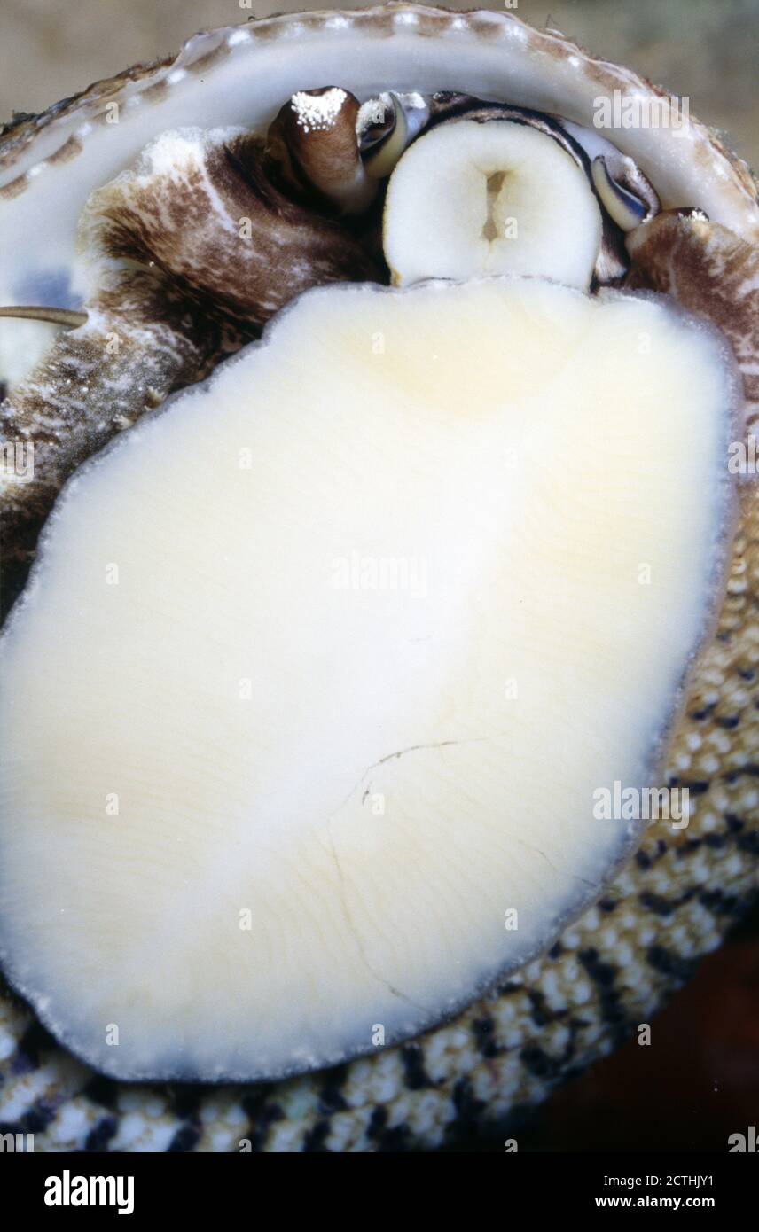 Turbo snail (Trochus sp.) grazing encrusting algae on the aquarium glass Stock Photo