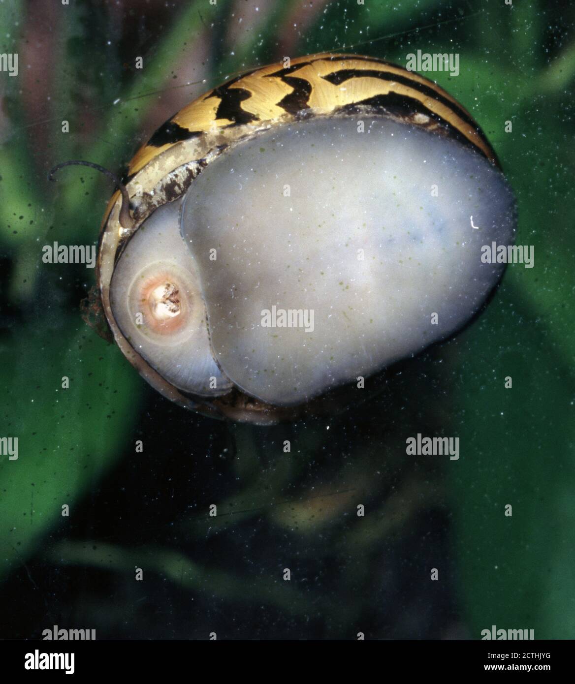 Freshwater zebra snail (Neritina zebra) feeding encrusting algae on the aquarium glass Stock Photo