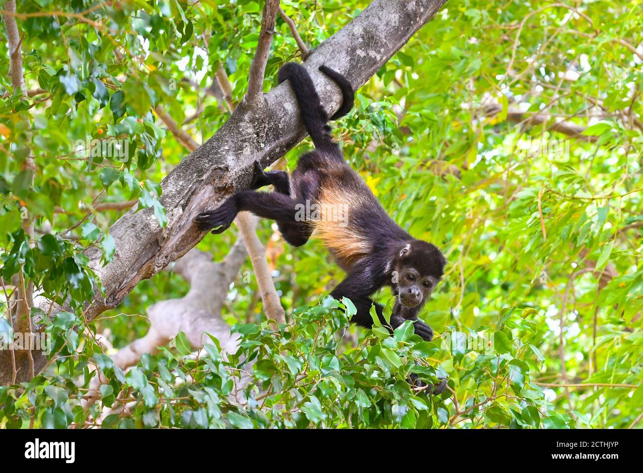 Adolescent howler monkey hanging out near Tamarindo Beach, Guanacaste Province, Costa Rica Stock Photo