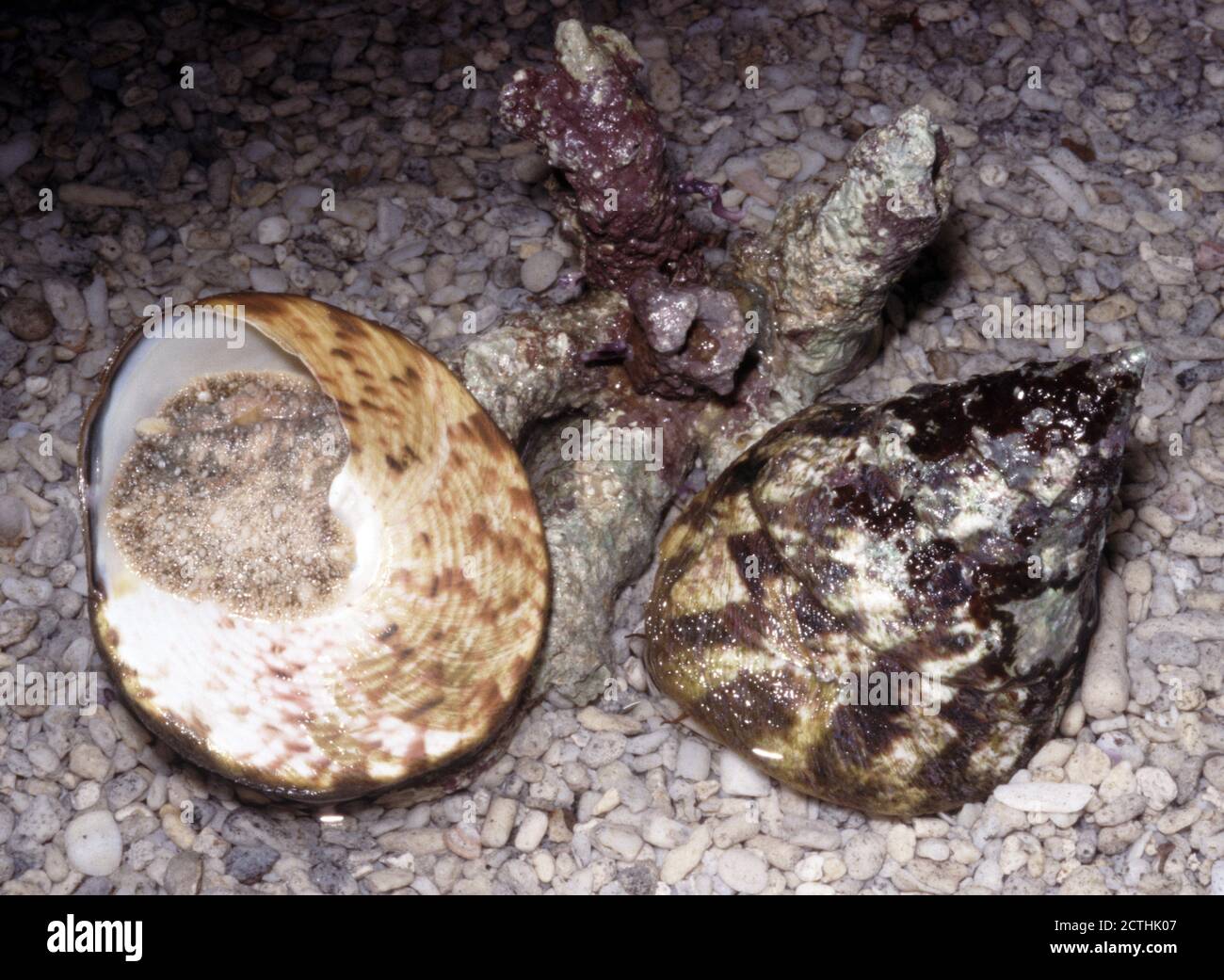 Banded trochus snail, Trochus histrio Stock Photo