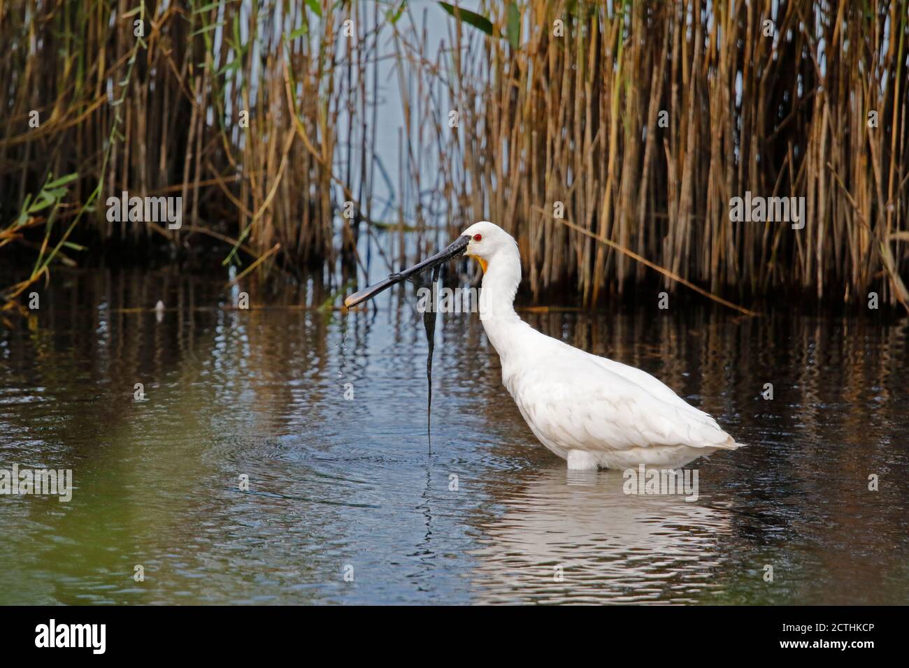 Spoonbill fishing and preening at the lakes edge Stock Photo Alamy