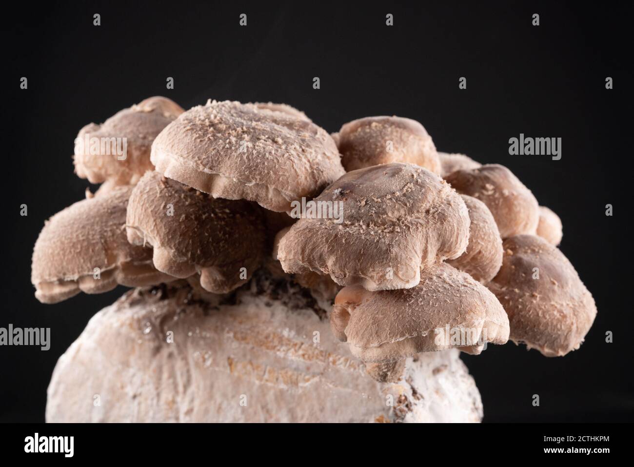 Shiitake Mushrooms on mycelium block. It is considered a medicinal