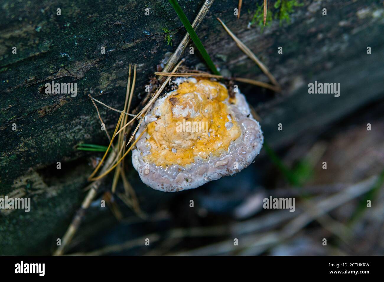 collection of medicinal polypore mushrooms in the forest, medicinal