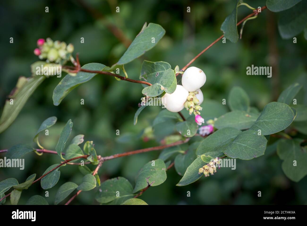 The common snowberry with its beautiful white fruits can be seen in the month of September Stock Photo