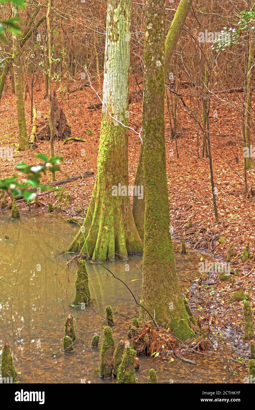 Cypress Trees in a Bottomland Forest in Big Thicket National Preserve in Texas Stock Photo