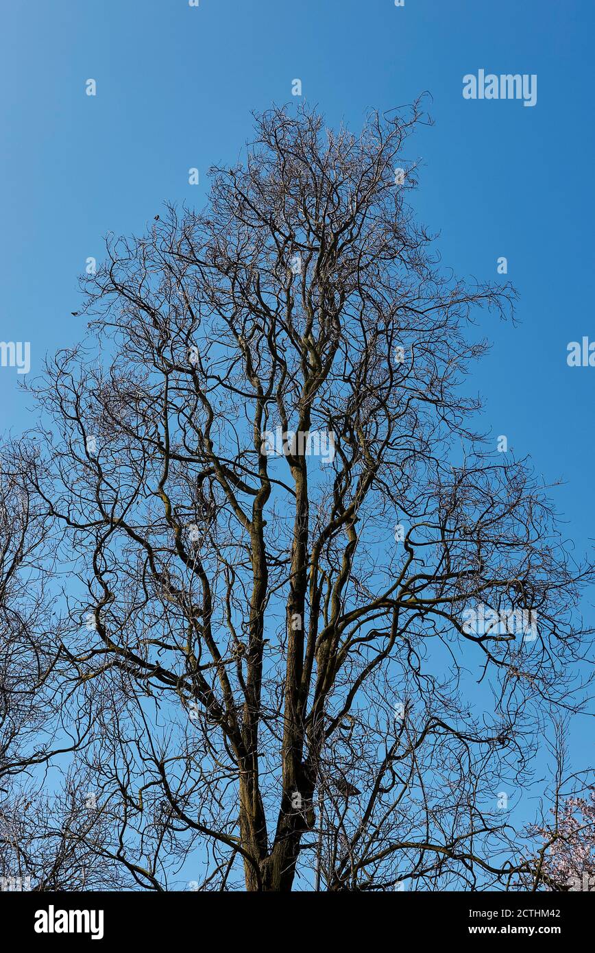 Quercus robur fastigiata trees in winter Stock Photo