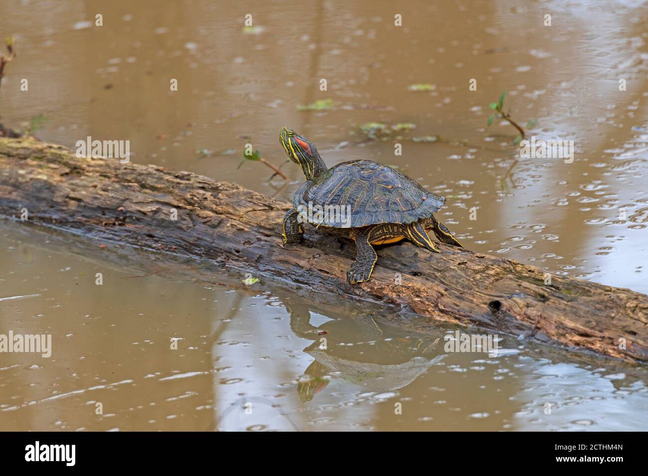Red eared Slider on a Marsh Log in the Anahuac National Wildlife Refuge in Texas Stock Photo