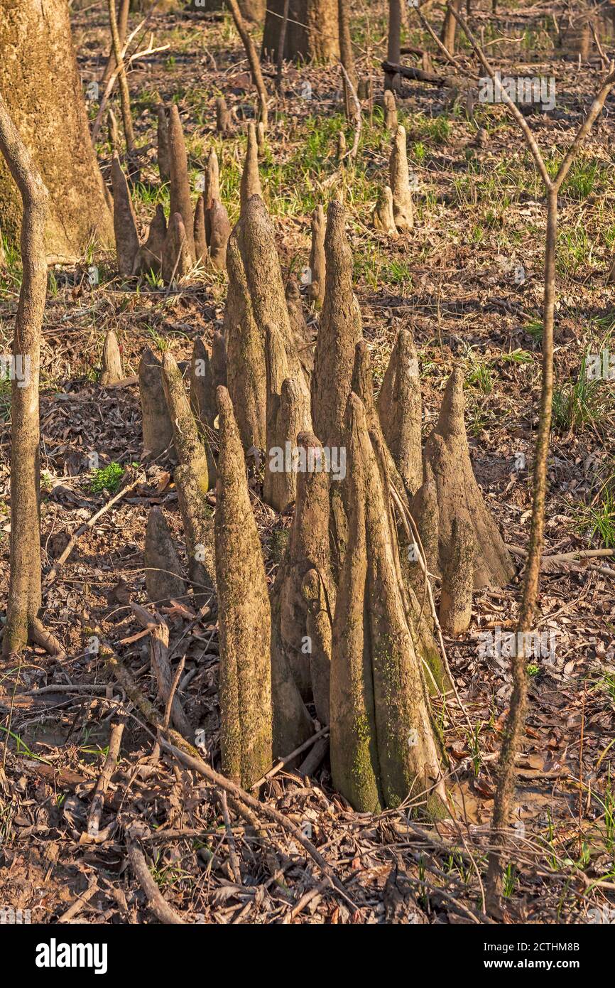 Cypress Knees in the Dry Season in Congaree National Park in South Carolina Stock Photo