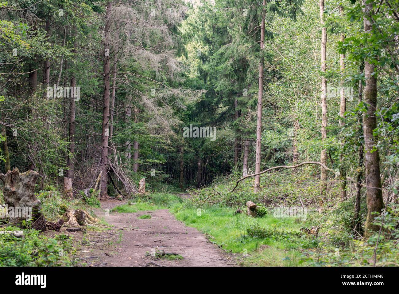 Clanger Woods a designated Site of Special Scientific Interest (SSSI), near Westbury, Wiltshire, England, UK Stock Photo