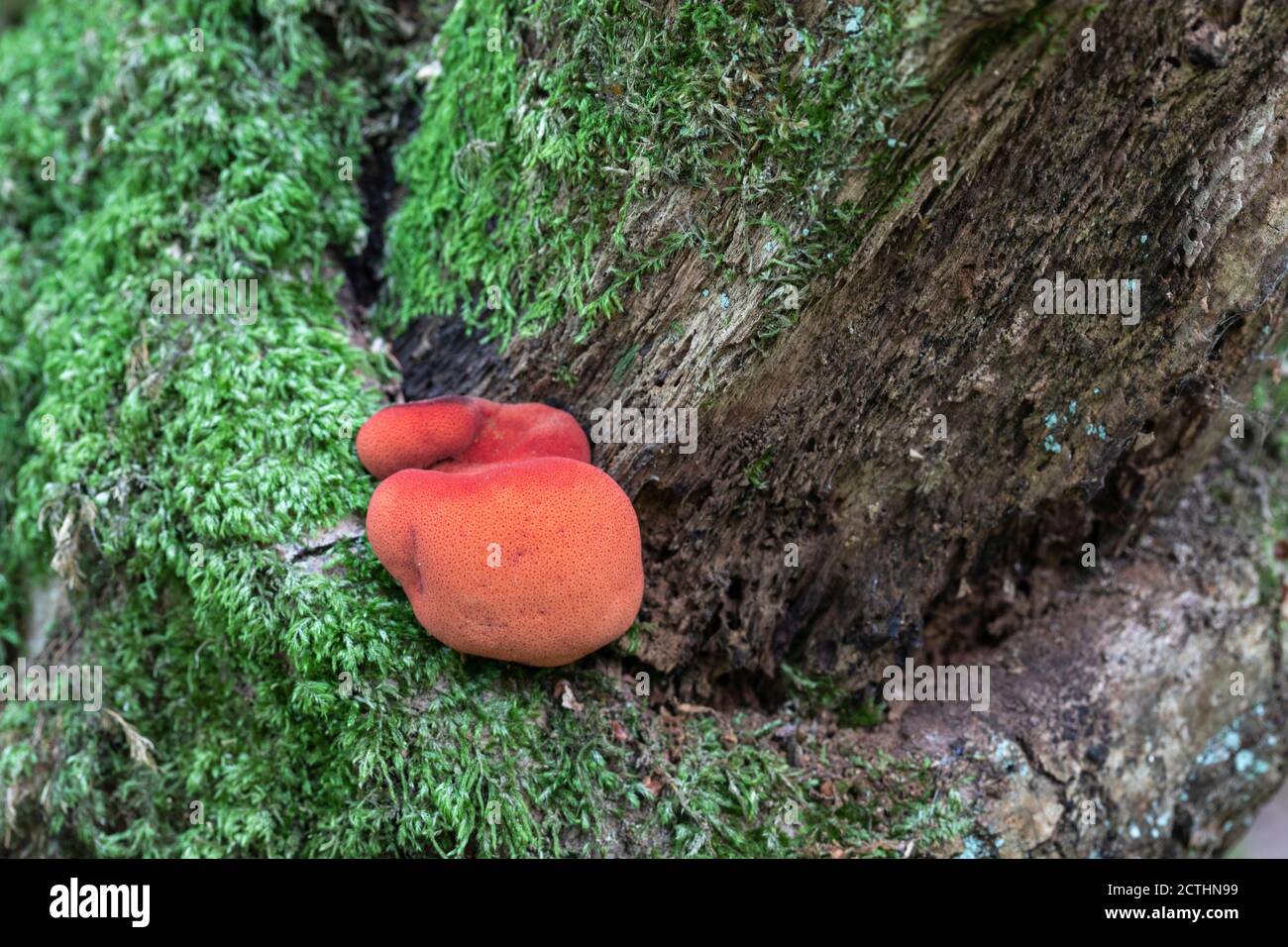 Close up of Beefsteak Fungus / Ox tongue fungus / Fistulina hepatica a bracket fungi growing in woodland in September in England, UK Stock Photo