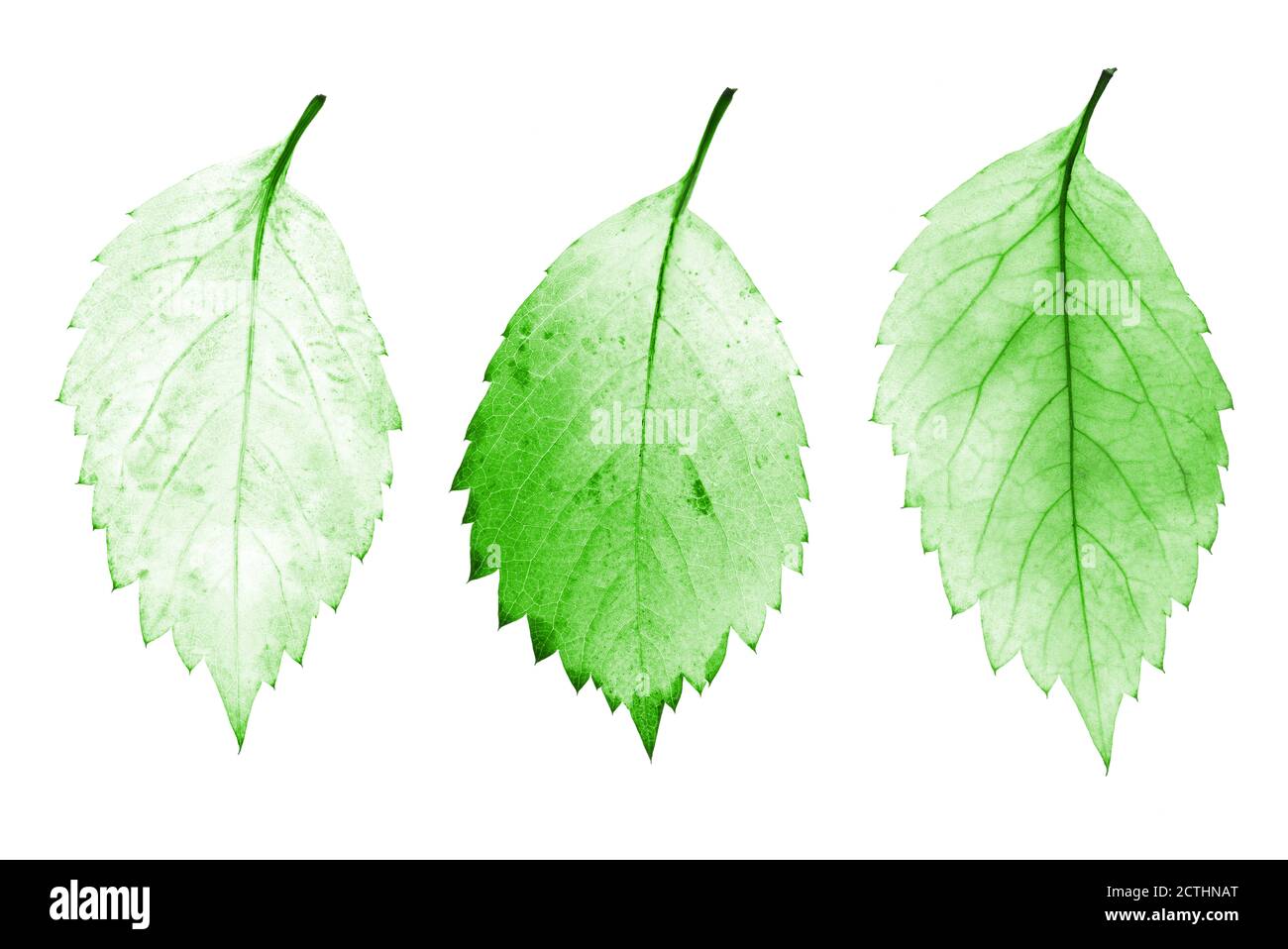 set of green leaves isolated on white background Stock Photo - Alamy