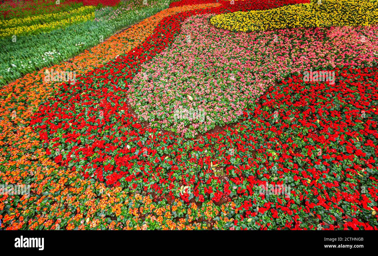 Chrysanthemum and zinnia hires stock photography and images Alamy