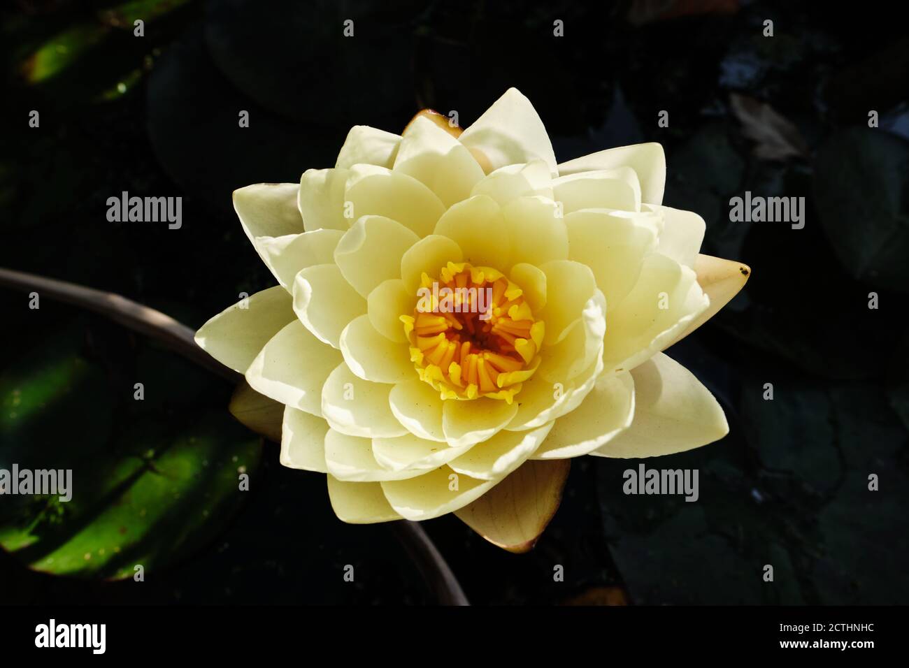 Close-up of white Nymphaeaceae or Water lily in a pond. Stock Photo