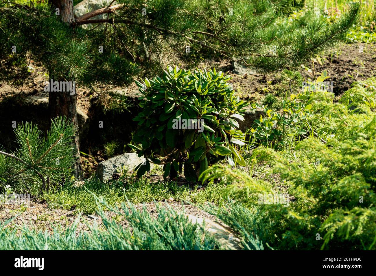Round tree hires stock photography and images Alamy