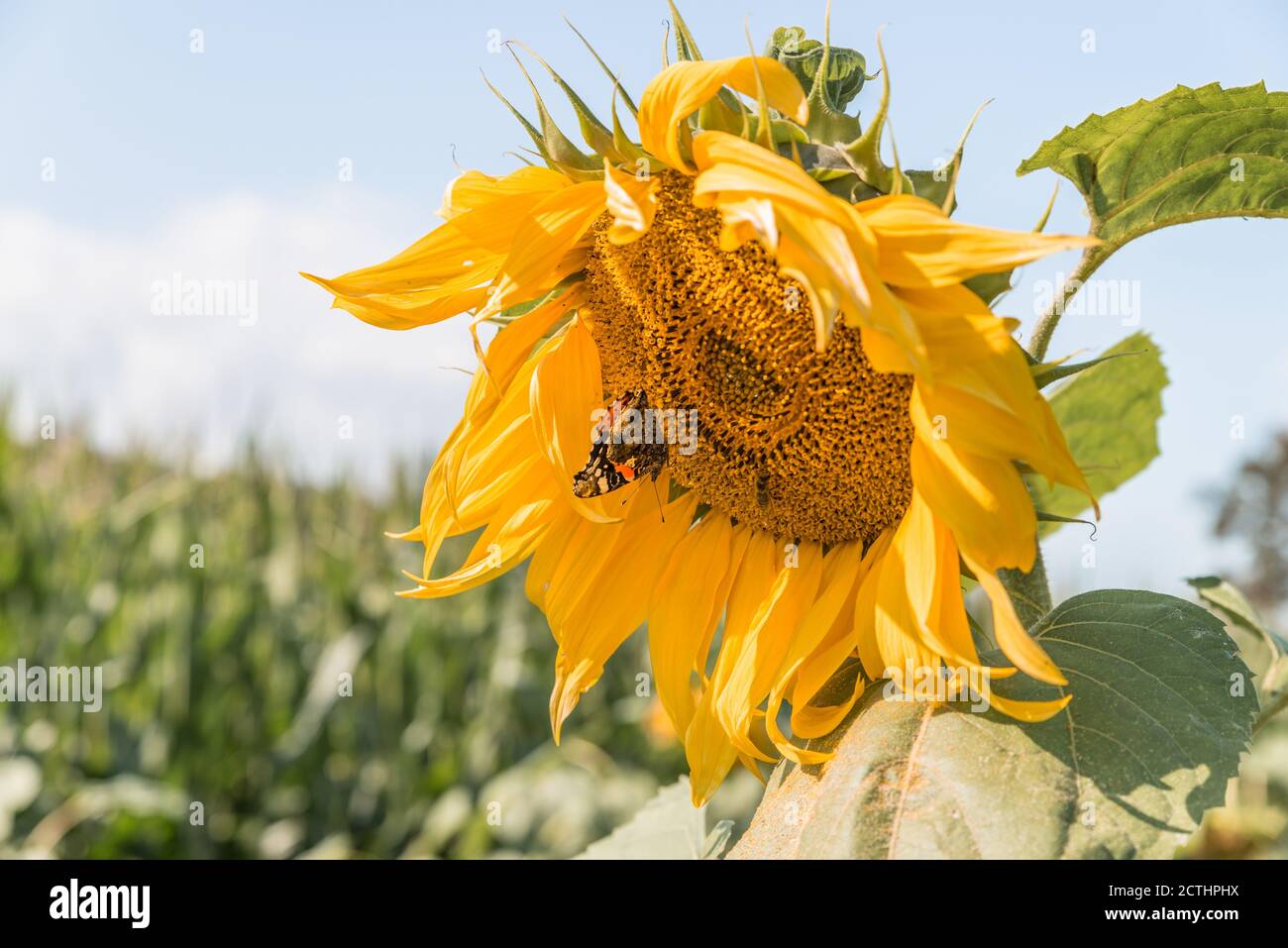 Close-up of a ripe sunflower in late summer with an admiral butterfly collecting nectar and pollen, Germany Stock Photo