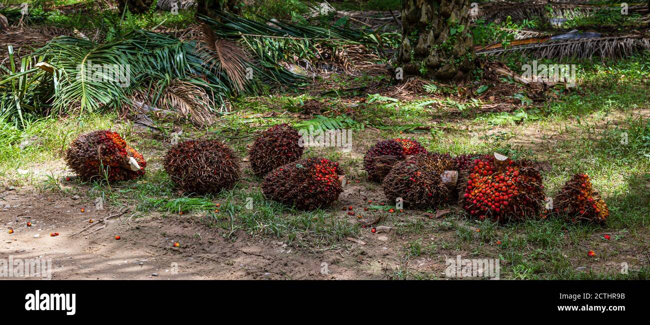 Fresh Fruit Bunches (FFB) in a Palm Oil Plantation after cutting the