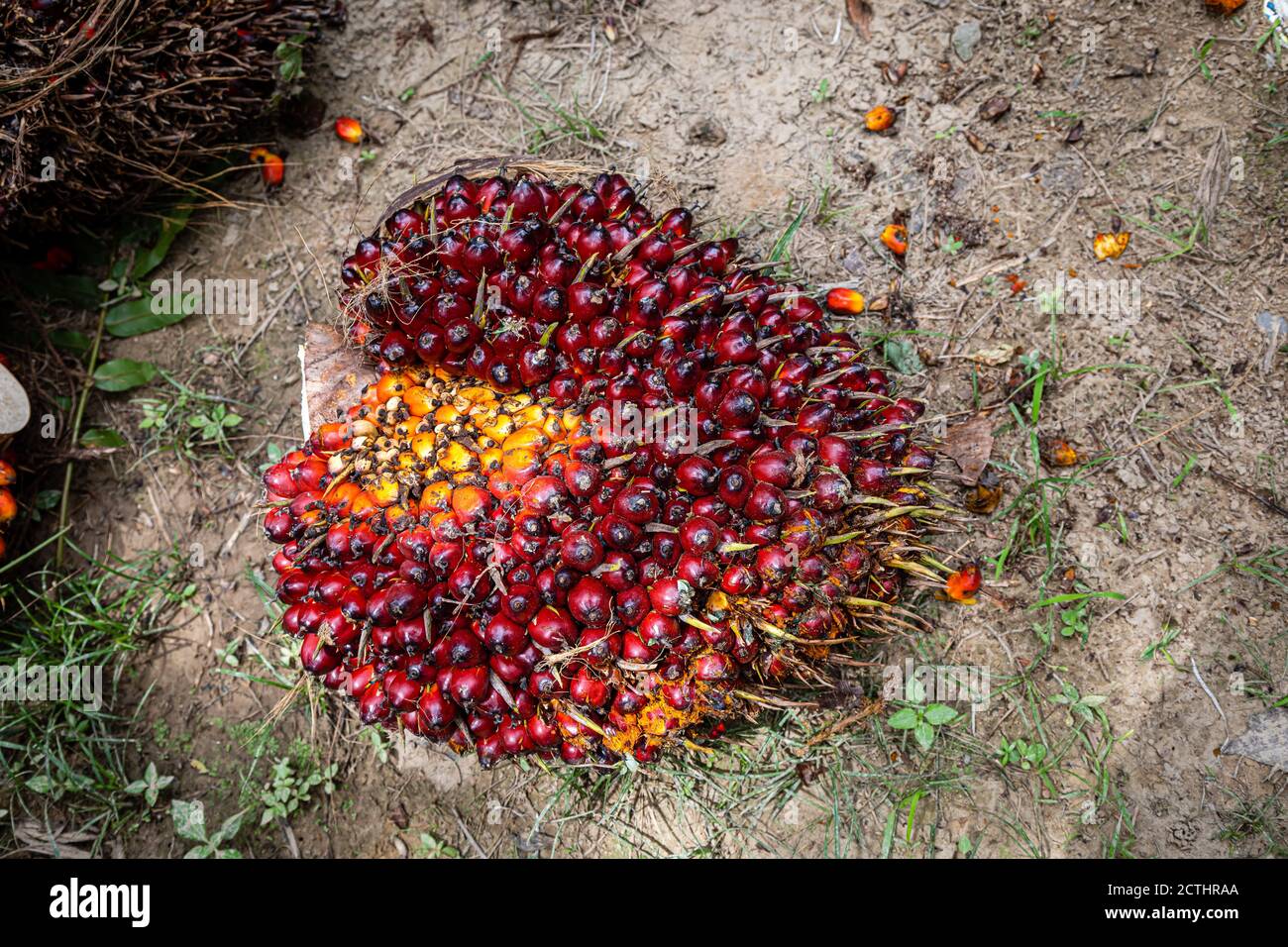 Fresh Fruit Bunches (FFB) in a Palm Oil Plantation after cutting the