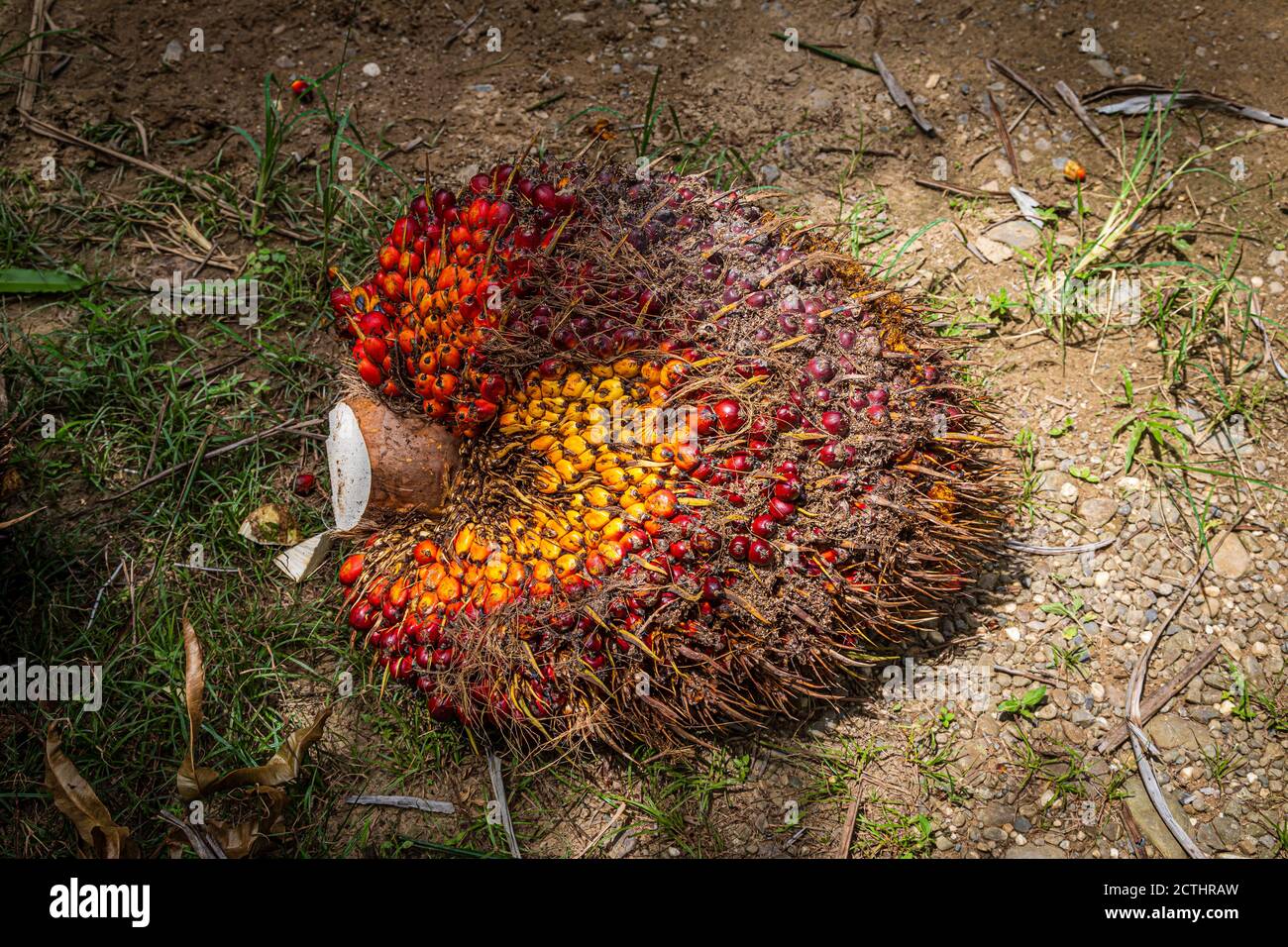 Fresh Fruit Bunches (FFB) in a Palm Oil Plantation after cutting the
