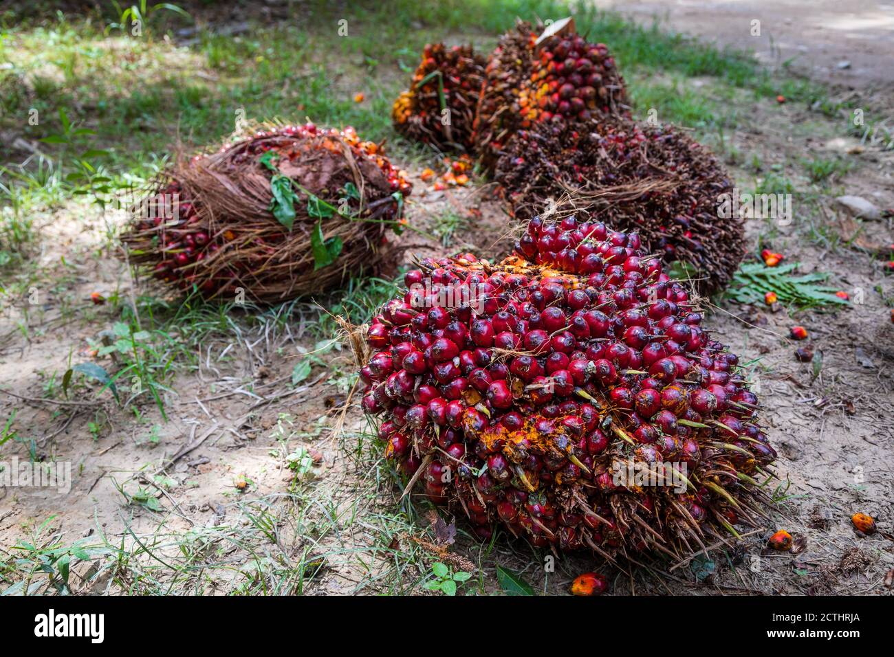 Fresh Fruit Bunches (FFB) in a Palm Oil Plantation after cutting the fruits from the trees at