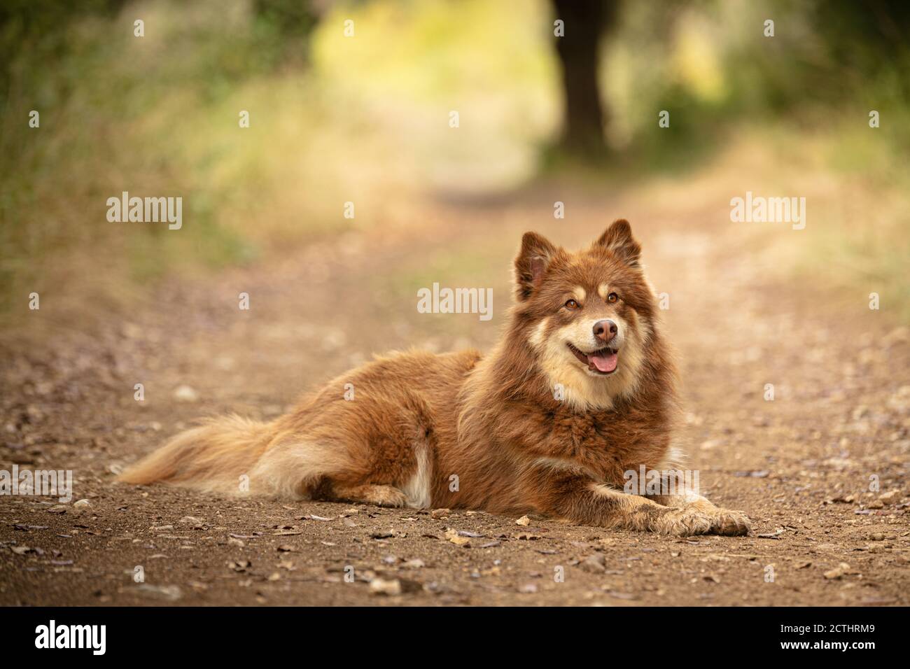 Lapponian Herder Dog High Resolution Stock Photography And Images Alamy