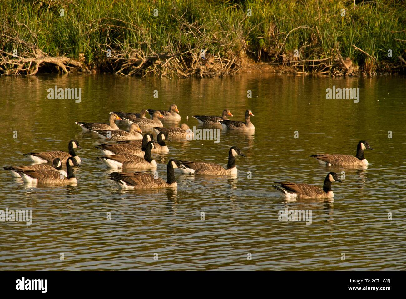Mixture of Graylag and Canada geese swimming together in body of freshwater. Landscape format. Stock Photo