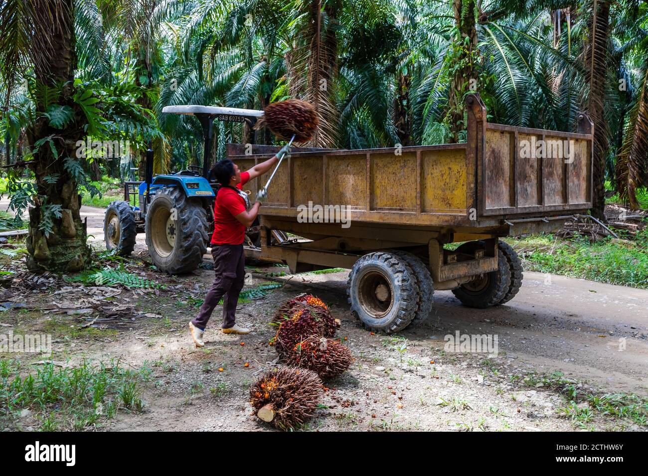 Tenom, Sabah, Malaysia Manually loading of Fresh Fruit Bunches (FFB