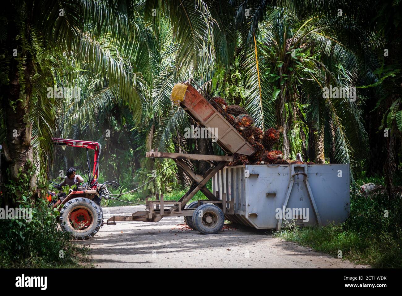 Tenom, Sabah, Malaysia Reloading of Fresh Fruit Bunches (FFB) from the