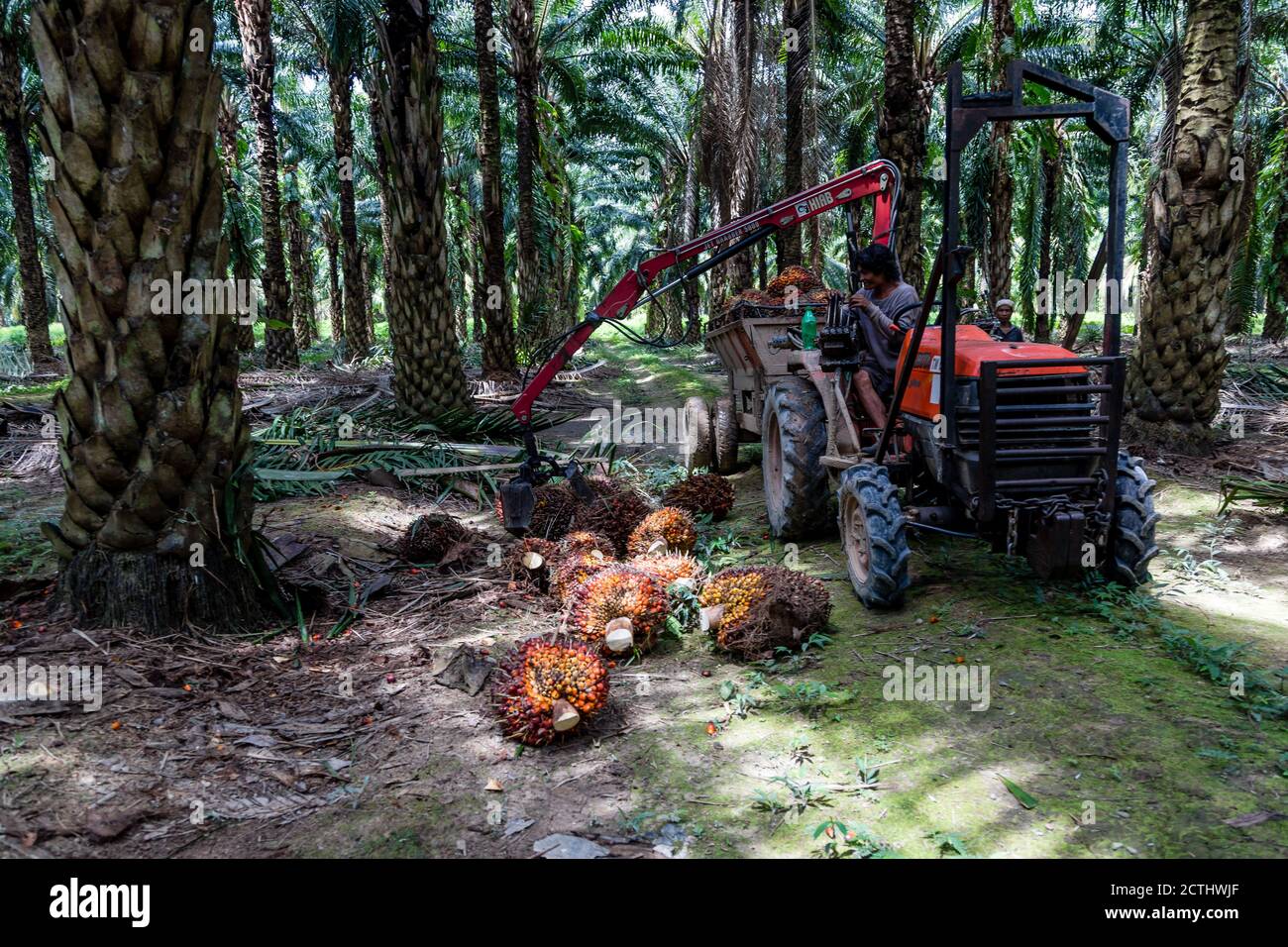 Tenom, Sabah, Malaysia Collecting of Fresh Fruit Bunches (FFB) with a