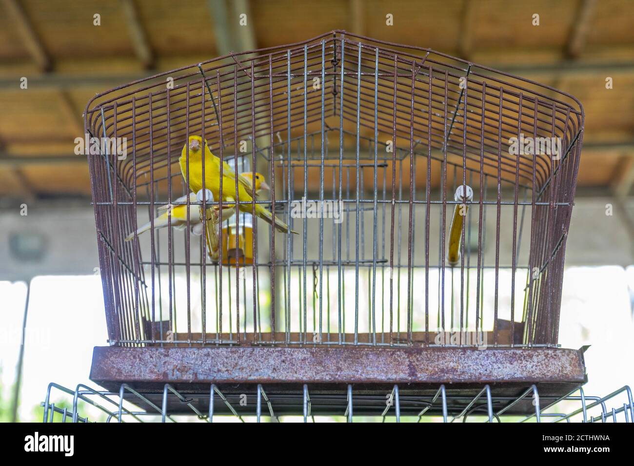 Yellow Canary Song Bird in Cage Pet Shop Stock Photo Alamy