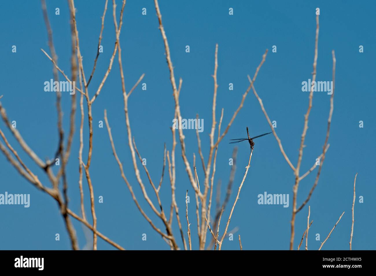 Dragonfly sitting on a dead tree next to Lake Roosevelt Stock Photo - Alamy