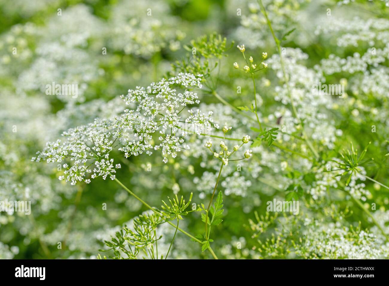Flowering wild carrot, Daucus carota Stock Photo