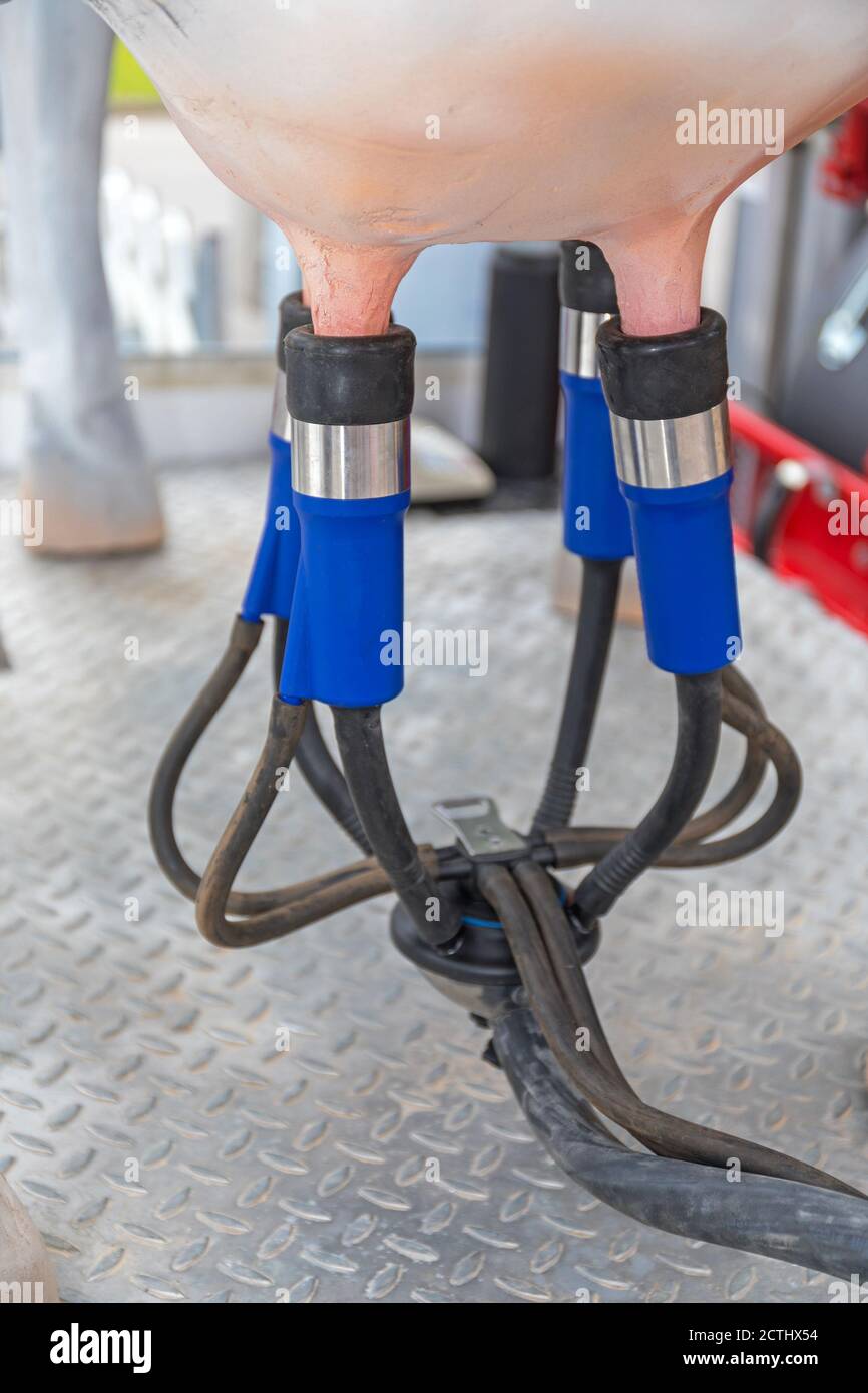 Automated Cow Milking Suction Machine at Dairy Farm Stock Photo Alamy