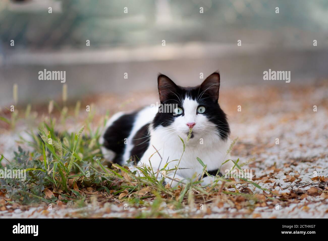 beautiful black and white cat loking at the camera outdoor Stock Photo ...