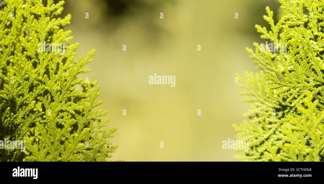 Leave of Chimese Orientali, Platycladus Orientalis, pine tree, christmas tree. Panorama leaf background and texture with copy space. Stock Photo