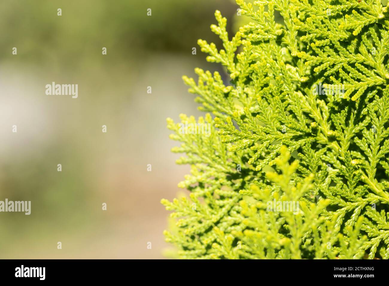 Leave of Chimese Orientali, Platycladus Orientalis, pine tree, christmas tree. Leaf background and texture with copy space. Stock Photo