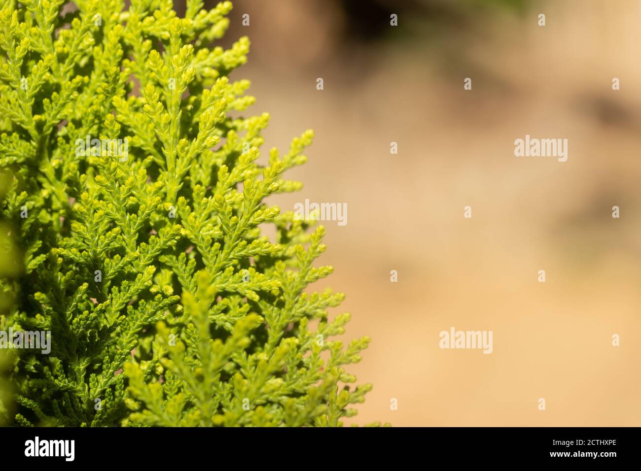 Leave of Chimese Orientali, Platycladus Orientalis, pine tree, christmas tree. Leaf background and texture with copy space. Stock Photo