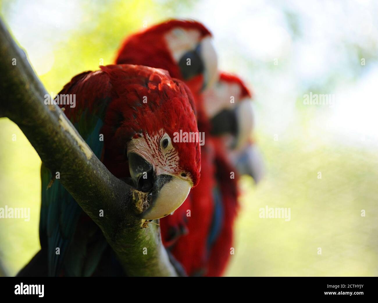 Ara Parrots High Resolution Stock Photography and Images - Alamy