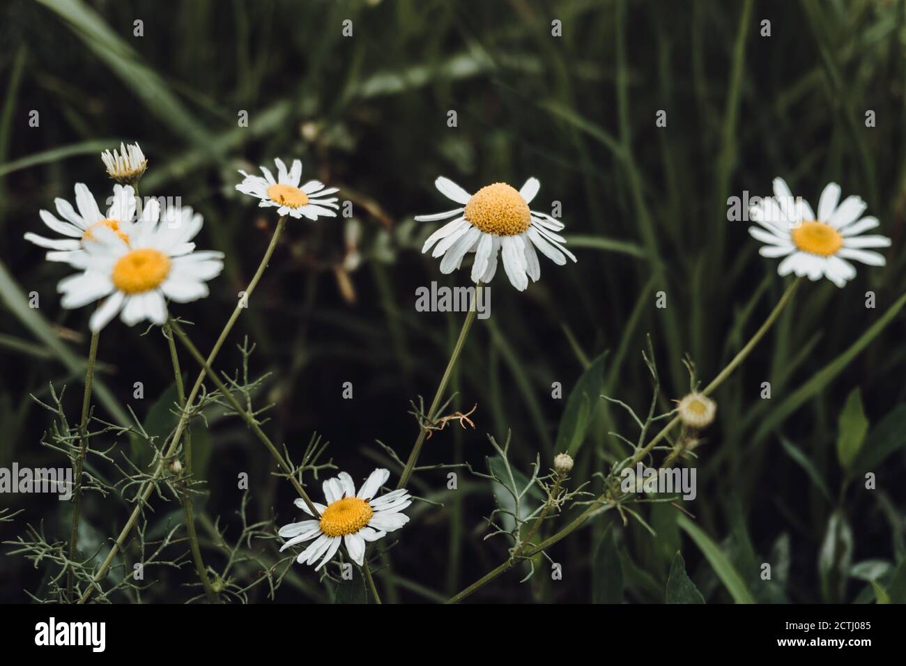 Field florals hi-res stock photography and images - Alamy
