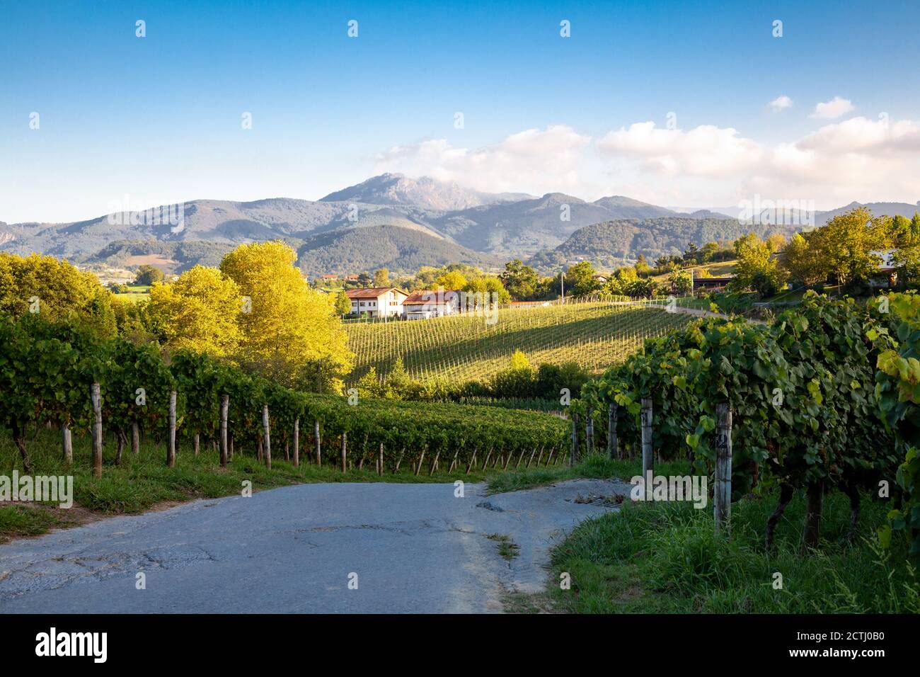 Landscape of vineyard in Hondarribia for the production of the basque white wine called txakoli Stock Photo