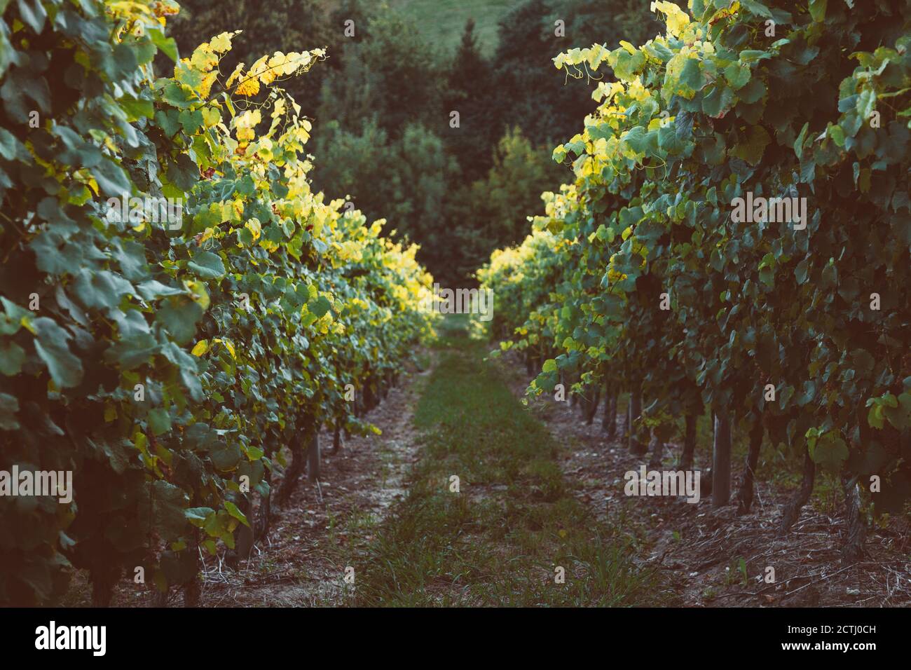 Row of a vineyard of basque white wine called txakoli at sunset Stock Photo