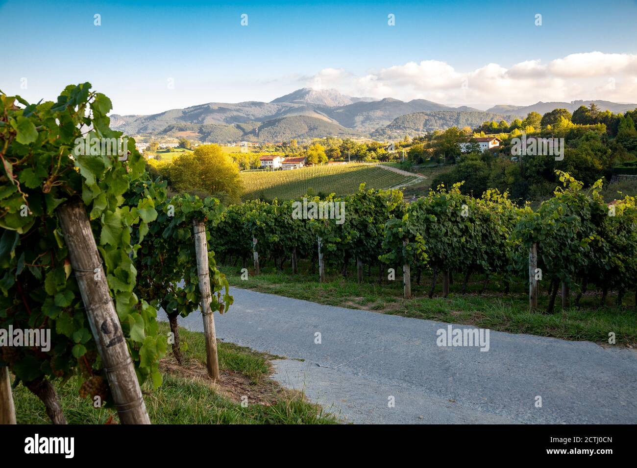 Landscape of vineyard in Hondarribia for the production of the basque white wine called txakoli Stock Photo