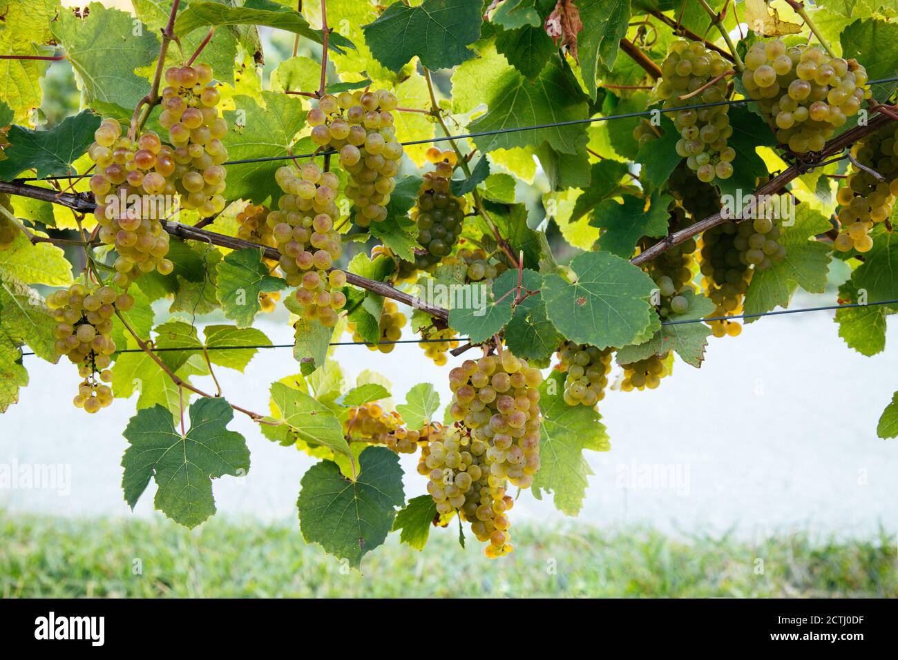 Bunches of white grape to produce basque txakoli wine hanging in the vine with trellises Stock Photo