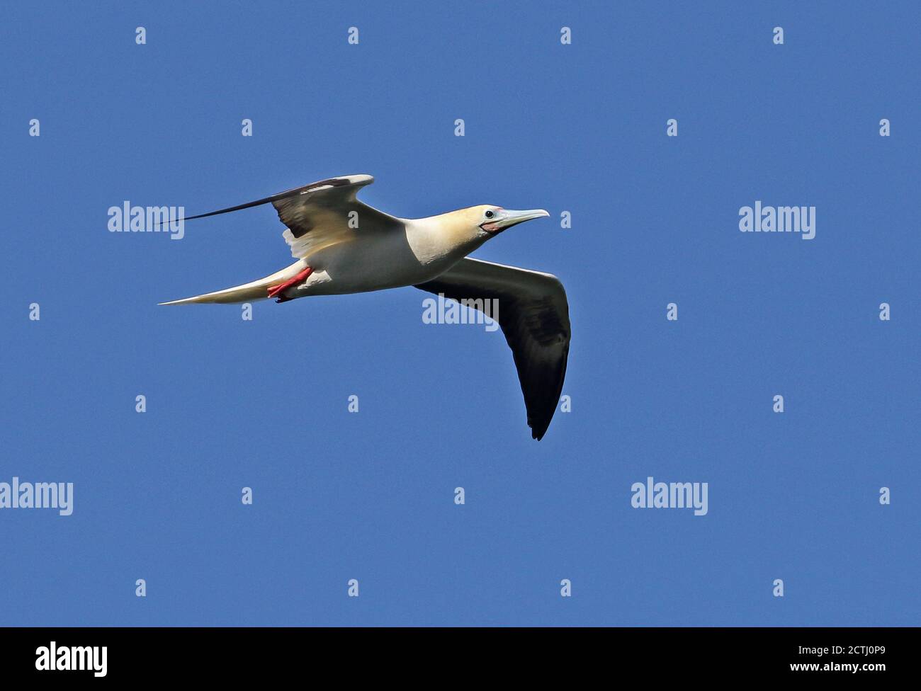 Red-footed Booby (Sula sula rubripes) adult in flight  Christmas Island, Australia      July Stock Photo