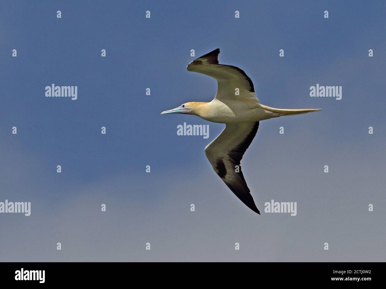 Red-footed Booby (Sula sula rubripes) adult in flight  Christmas Island, Australia      July Stock Photo