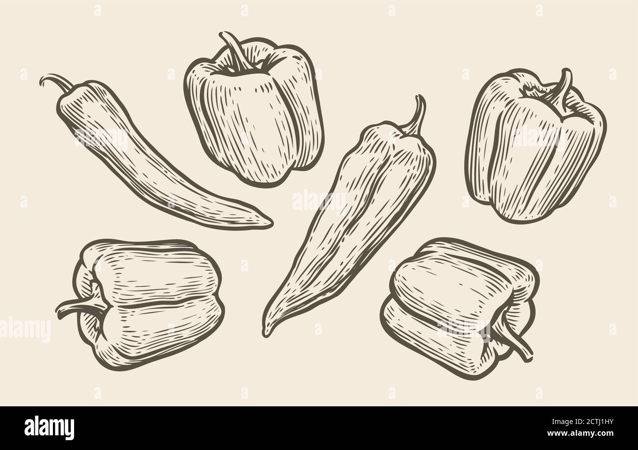 Peppers set sketch. Food vintage vector illustration Stock Vector